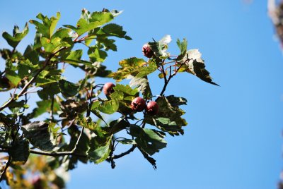 Crataegus pinnatifida - hloh peřenoklaný - větévka s plody